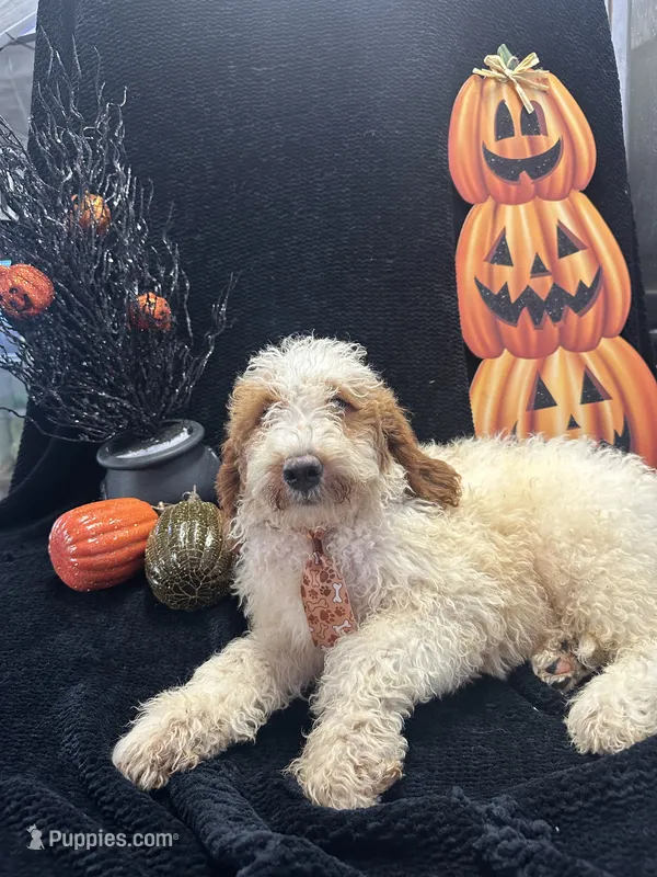 Duke 391 F1b  – Goldendoodle, Poodle - Miniature  puppy for sale in Lakeland, FL