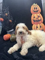 Duke 391 F1b , a male Goldendoodle and Poodle - Miniature  for sale in Lakeland, FL – 1 of 10