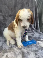 Diesel 390 F1b, a male Goldendoodle and Poodle - Miniature  for sale in Lakeland, FL – 10 of 10