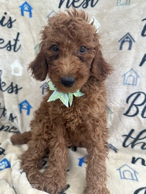 Reign - 320 – Labradoodle, Poodle - Standard  puppy for sale in Lakeland, FL