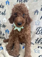 Reign - 320, a female Labradoodle and Poodle - Standard  for sale in Lakeland, FL – 1 of 10
