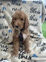Rocky -322, a male Labradoodle and Poodle - Standard  for sale in Lakeland, FL – 10 of 10