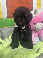 Midnight 386, a female Bernedoodle and Miniature Bernedoodle for sale in Lakeland, FL – 10 of 10
