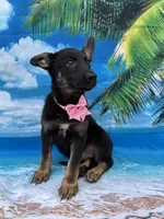 Kendra -840, a female Belgian Malinois and German Shepherd Dog for sale in Lakeland, FL – Photo 3 of 10
