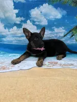 Kendra -840, a female Belgian Malinois and German Shepherd Dog for sale in Lakeland, FL – Photo 10 of 10