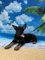 Kendra -840, a female Belgian Malinois and German Shepherd Dog for sale in Lakeland, FL – Photo 4 of 10