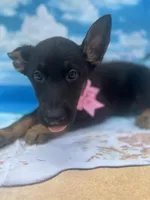 Kendra -840, a female Belgian Malinois and German Shepherd Dog for sale in Lakeland, FL – Photo 7 of 10