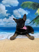 Kendra -840, a female Belgian Malinois and German Shepherd Dog for sale in Lakeland, FL – Photo 5 of 10