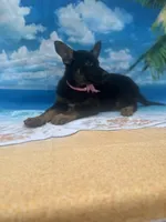 Kendra -840, a female Belgian Malinois and German Shepherd Dog for sale in Lakeland, FL – Photo 9 of 10