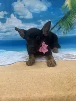 Kendra -840, a female Belgian Malinois and German Shepherd Dog for sale in Lakeland, FL – Photo 8 of 10