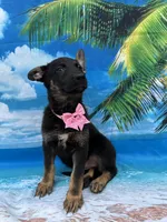 Kendra -840, a female Belgian Malinois and German Shepherd Dog for sale in Lakeland, FL – Photo 1 of 10
