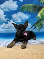 Kendra -840, a female Belgian Malinois and German Shepherd Dog for sale in Lakeland, FL – Photo 6 of 10