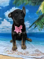 Kendra -840, a female Belgian Malinois and German Shepherd Dog for sale in Lakeland, FL – Photo 2 of 10