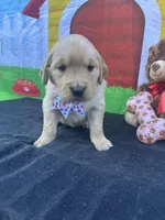 Suzzie, a female Golden Retriever for sale in Lakeland, FL – Photo 5 of 10