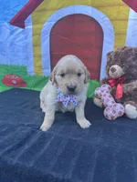 Suzzie, a female Golden Retriever for sale in Lakeland, FL – Photo 4 of 10
