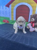 Suzzie, a female Golden Retriever for sale in Lakeland, FL – Photo 3 of 10