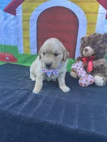 Suzzie, a female Golden Retriever for sale in Lakeland, FL – Photo 10 of 10