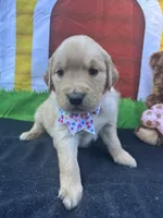 Suzzie, a female Golden Retriever for sale in Lakeland, FL – Photo 2 of 10