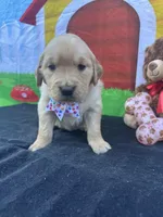Suzzie, a female Golden Retriever for sale in Lakeland, FL – Photo 1 of 10