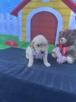 Suzzie, a female Golden Retriever for sale in Lakeland, FL – Photo 9 of 10