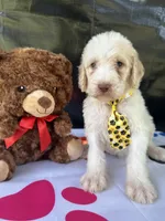 Samuel - 330, a male Labradoodle and Poodle - Standard  for sale in Lakeland, FL – 9 of 10