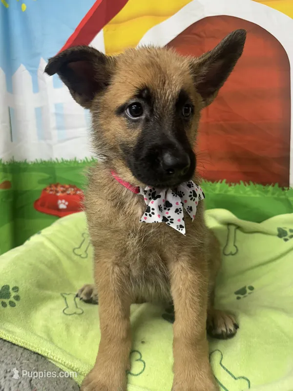 Kashi 380 – Belgian Malinois, German Shepherd Dog puppy for sale in Lakeland, FL