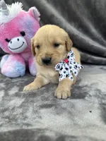Belle 578, a female Golden Retriever for sale in Lakeland, FL – 6 of 10