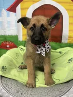 Kashi 380, a female Belgian Malinois and German Shepherd Dog for sale in Lakeland, FL – 2 of 10