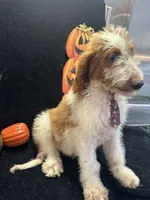 Dash 372 F1b, a male Goldendoodle and Poodle - Miniature  for sale in Lakeland, FL – 3 of 10