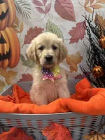 Bridgette 579, a female Golden Retriever for sale in Lakeland, FL – 3 of 10