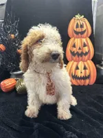 Duke 391 F1b , a male Goldendoodle and Poodle - Miniature  for sale in Lakeland, FL – 3 of 10