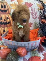 Dixie 399 F1b, a female Goldendoodle and Poodle - Miniature  for sale in Lakeland, FL – 2 of 10