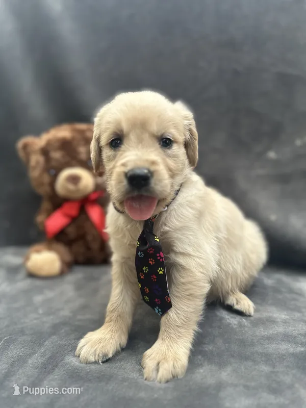 Sampson - 190 – Golden Retriever puppy for sale in Lakeland, FL