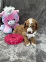 Blossom 371, a female Aussiedoodle and Poodle - Miniature  for sale in Lakeland, FL – 10 of 10