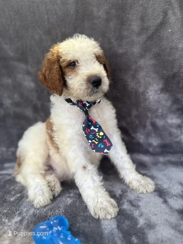 Diesel 390 F1b – Goldendoodle, Poodle - Miniature  puppy for sale in Lakeland, FL