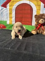 Sampson, a male Golden Retriever for sale in Lakeland, FL – Photo 8 of 10