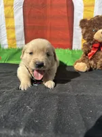 Sampson, a male Golden Retriever for sale in Lakeland, FL – Photo 6 of 10