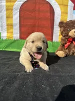 Sampson, a male Golden Retriever for sale in Lakeland, FL – Photo 3 of 10