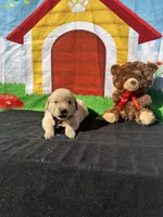 Sampson, a male Golden Retriever for sale in Lakeland, FL – Photo 9 of 10