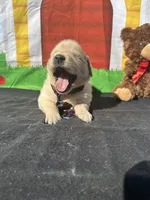 Sampson, a male Golden Retriever for sale in Lakeland, FL – Photo 5 of 10