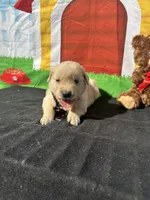 Sampson, a male Golden Retriever for sale in Lakeland, FL – Photo 2 of 10