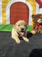 Sampson, a male Golden Retriever for sale in Lakeland, FL – Photo 4 of 10