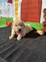 Sampson, a male Golden Retriever for sale in Lakeland, FL – Photo 7 of 10