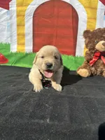 Sampson, a male Golden Retriever for sale in Lakeland, FL – Photo 1 of 10