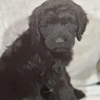 Winston , a male Labradoodle and Poodle - Standard  for sale in Lakeland, FL – Photo 1 of 10