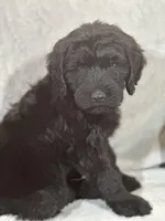 Winston , a male Labradoodle for sale in Lakeland, FL – Photo 1 of 10