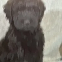 Winston , a male Labradoodle and Poodle - Standard  for sale in Lakeland, FL – Photo 10 of 10