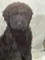 Winston , a male Labradoodle for sale in Lakeland, FL – Photo 10 of 10