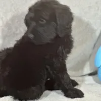 Winston , a male Labradoodle and Poodle - Standard  for sale in Lakeland, FL – Photo 7 of 10