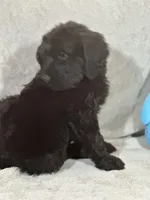 Winston , a male Labradoodle for sale in Lakeland, FL – Photo 7 of 10